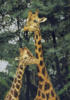 Схема вышивки «Giraffes»