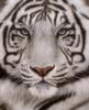 Белый тигр: оригинал