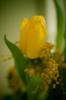 Желтый тюльпан: оригинал