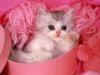 Схема вышивки «Кошка в розовом»