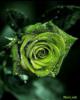 Схема вышивки «Зеленая роза,четкая схема»
