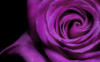 Фиолетовая роза: оригинал