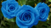 Схема вышивки «Голубые розы»