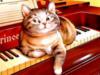 Кот на пианино: оригинал