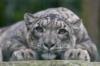 Схема вышивки «Snow leopard»