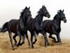 Три черных коня: оригинал
