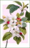 Схема вышивки «Яблони в цветы»