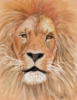 Схема вышивки «Lion»