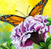 Схема вышивки «Подушка Бабочка и цветок»