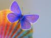 Схема вышивки «Голубая бабочка!»