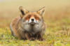 Счастливая лисичка!: оригинал