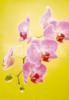 Схема вышивки «Орхидея на желтом фоне»