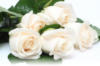 Схема вышивки «White roses»