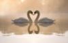 Схема вышивки «Лебединая любовь»
