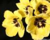 Желтые тюльпаны на черной канве: оригинал