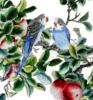 Схема вышивки «Попугайчики на яблона»