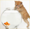Котёнок и аквариум: оригинал