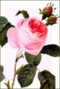 Схема вышивки «Серия "розы"»