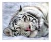 Белый тигра: оригинал