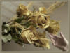 Схема вышивки «Золотые розы»
