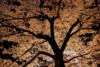 Схема вышивки «Дерево в ночи»
