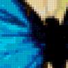 Бабочка с голубыми крыльями: предпросмотр