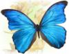 Схема вышивки «Бабочка с голубыми крыльями»