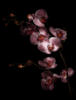 Схема вышивки «Орхидеи на черном»