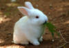 Схема вышивки «Маленький кролик кушает))»