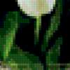 Красивые белые тюльпаны в вазе): предпросмотр