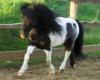 Красивое черно-белое пони): оригинал