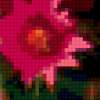 Цветочный кактус): предпросмотр