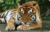 Схема вышивки «Красивый тигр отдыхает!)»