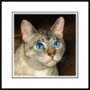 Картины с кошками от Дрю Страбл: оригинал