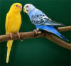 Красивые попугайчики)): оригинал
