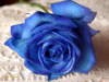 Схема вышивки «Голубая роза »