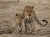 Леопарды, мать и дочь: оригинал