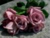 Розы "нежность": оригинал