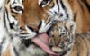 Тигрица и тигрёнок: оригинал