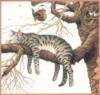 Схема вышивки «Кошка, спящая на дереве»