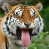 Тигр зевает: оригинал