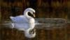Swan: оригинал
