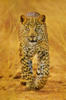 Схема вышивки «Leopard»