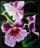 Орхидея: оригинал