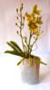 Схема вышивки «Орхидея цимбмдиум зеленая»