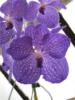 Схема вышивки «Орхидея Ванда»