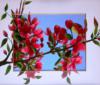 Ветка цветущей сакуры: оригинал