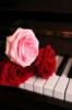 Розы, пианино: оригинал