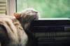 Кошка спит на книгах: оригинал