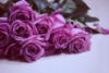 Схема вышивки «Лиловые розы»